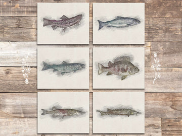 Fish Sketches Wall Art Prints (Set of 6) - 8x10s