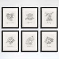 Dinosaur Sketchbook Set Art Prints (Set of 6) - 8x10s