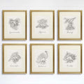 Dinosaur Sketchbook Set Art Prints (Set of 6) - 8x10s