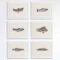 Fish Sketches Wall Art Prints (Set of 6) - 8x10s