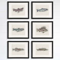Fish Sketches Wall Art Prints (Set of 6) - 8x10s