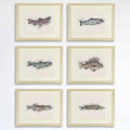 Fish Sketches Wall Art Prints (Set of 6) - 8x10s
