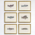 Fish Sketches Wall Art Prints (Set of 6) - 8x10s