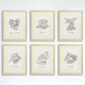 Dinosaur Sketchbook Set Art Prints (Set of 6) - 8x10s