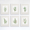 Eucalyptus Prints Wall Art - (Set of 6) - 8x10s