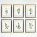 Eucalyptus Prints Wall Art - (Set of 6) - 8x10s